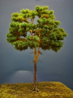 Diorama Modell Nadelbäume, 1 Waldkiefer, ca. 60 cm